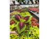 Coleus - Various Sizes